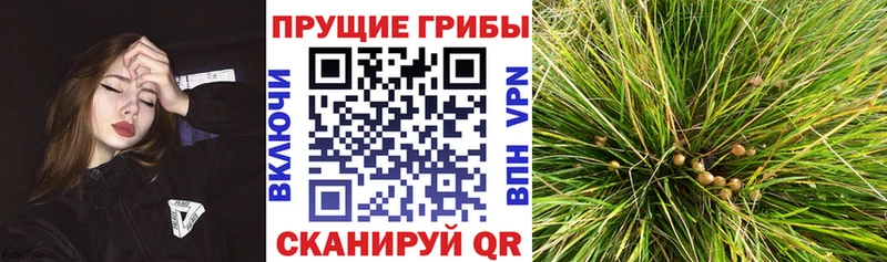 Галлюциногенные грибы мухоморы  где купить наркотик  blacksprut зеркало  Ессентуки 
